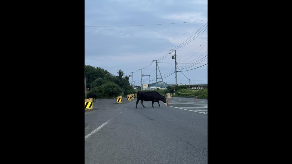 道路を横断する牛   撮影:視聴者