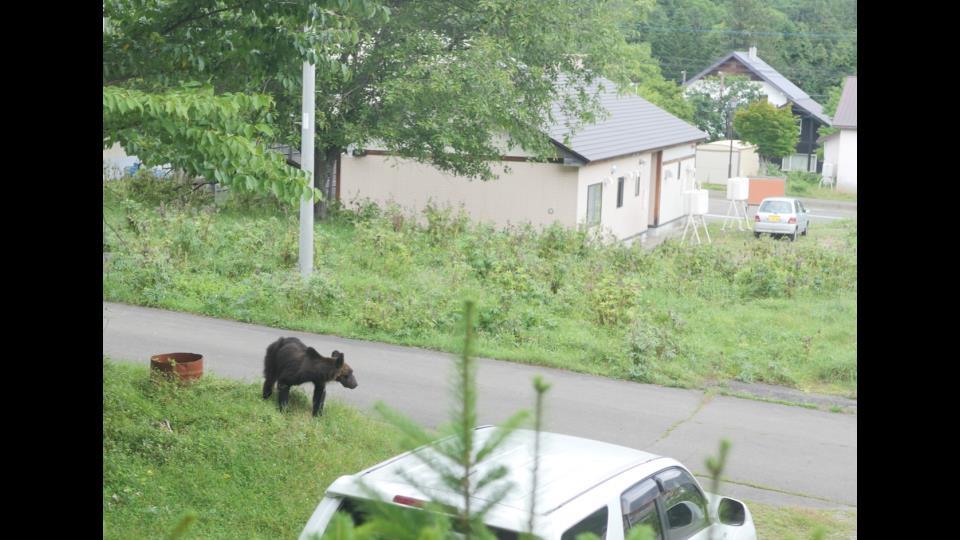 住宅街の周辺をうろつく体長1.5メートルほどのクマ（15日午前８時ごろ・北海道上士幌町）提供:上村潤也さん