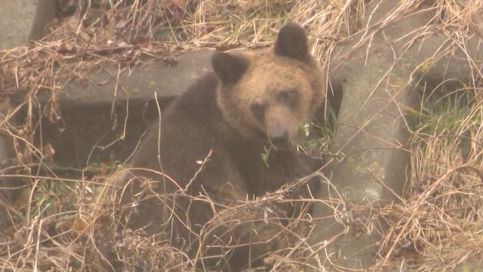 過去最多の捕獲数となったヒグマ