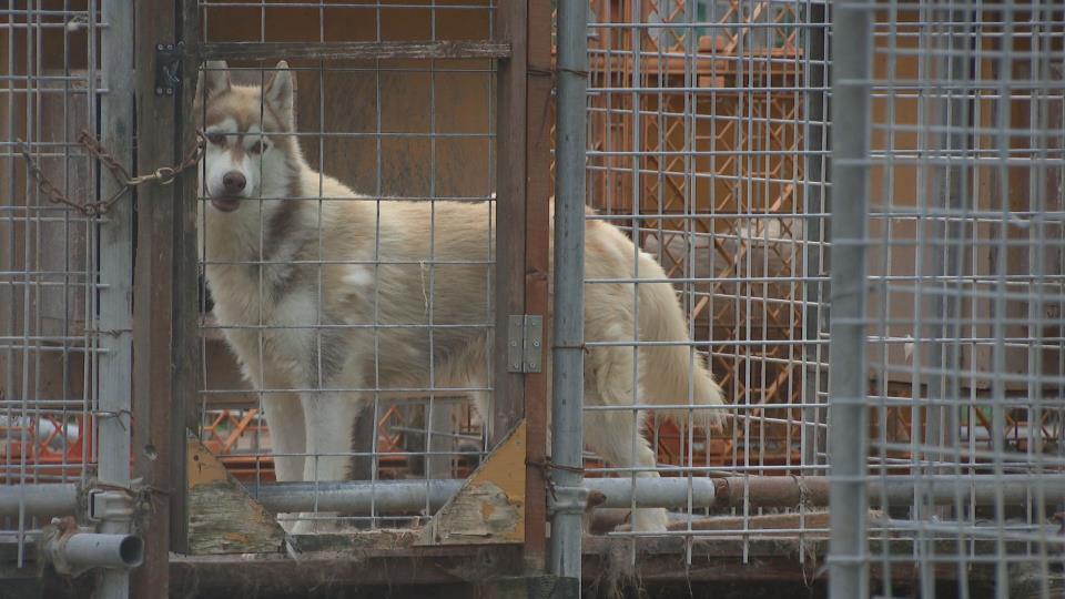 犬が襲われた繁殖施設（3日午後　北海道奈井江町）