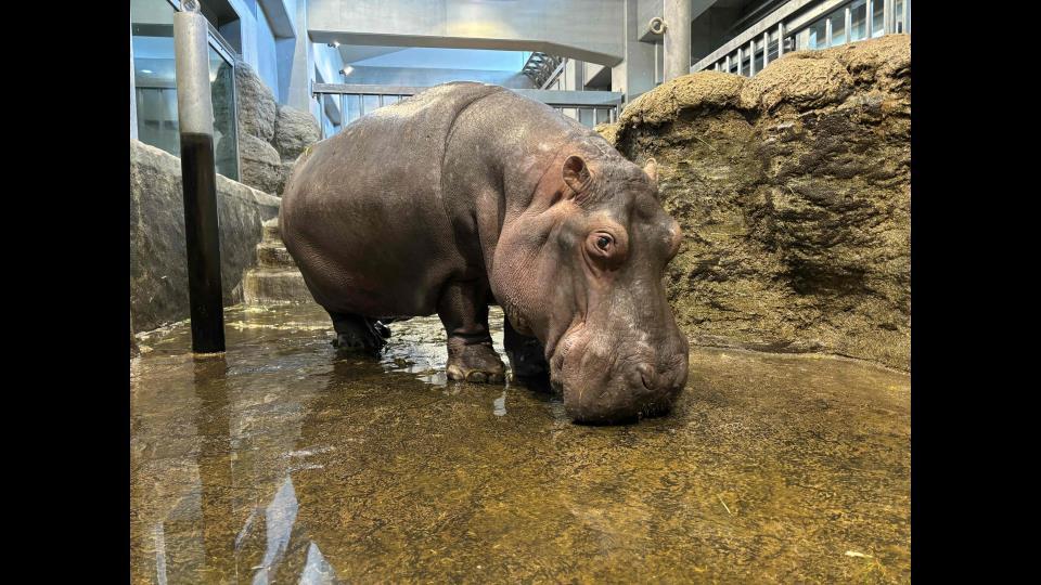 49歳で死んだカバの「ザン」（提供・札幌市円山動物園）