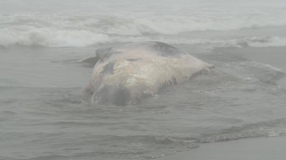 漂着したクジラの死骸（18日午後　北海道白糠町）