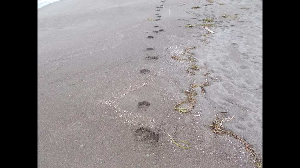 クマが目撃された「ところ常南ビーチ海水浴場」（1日　北海道北見市　北海道警提供）